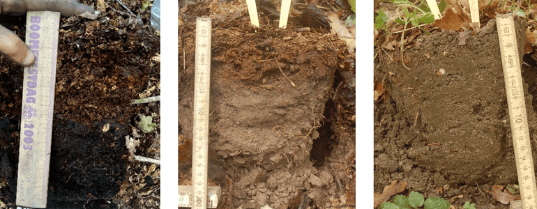Effect van boomsoort op humusvorm. Links een dikke ‘mor’ (dikke strooisellaag met weinig verteerd blad, niet gemengd met onderliggende bodemlaag), gevormd onder beuk. In het midden een ‘moder’, gevormd onder een menging van beuk, eik, gewone es en hazelaar. Rechts een ‘mull’, gevormd onder gewone es, haagbeuk en hazelaar
