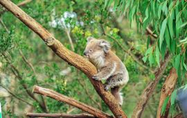 GunnerL, Shutterstock, WWF Koala in het wild