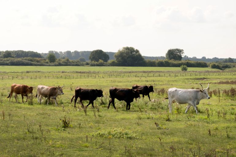 Eerdere generatie taurossen in natuurgebied Keent