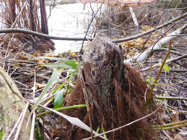 Sporen van de bever