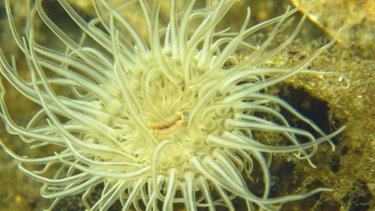 Ook de onderwaternatuur – zoals deze anjelier – profiteert van een rif