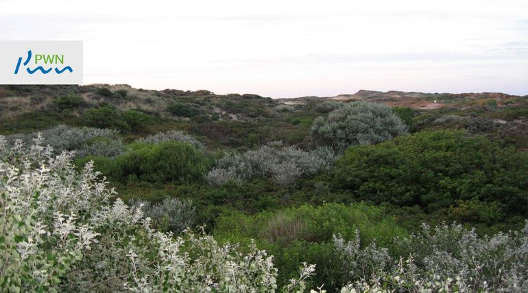 Op de winterse duinwerkdagen help je mee aan natuurbeheer van de Noord-Hollandse duinen