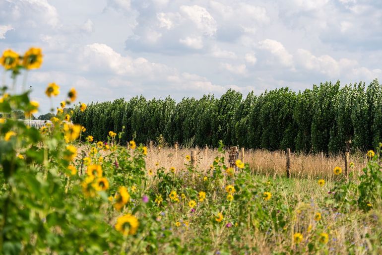 Perceel Joeri en Angela van Dongen (Oosteind), bloemenblok met op de achtergrond net aangeplante bossingel