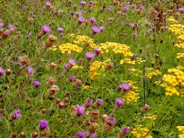 Bloemen voor vlinders, bijen en mensen in idylle Tilburg