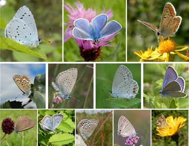 De Nederlandse blauwtjes: v.l.n.r. boven: boomblauwtje, icarusblauwtje & bruin blauwtje, midden: heideblauwtje, gentiaanblauwtje, staartblauwtje & klaverblauwtje, onder: donker pimpernelblauwtje, pimpernelblauwtje, veenbesblauwtje, tijgerblauwtje & geraniumblauwtje