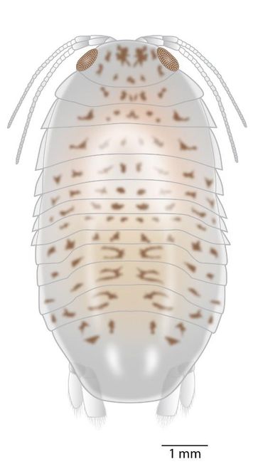 Reconstructietekening van Gelrincola winterswijkensis