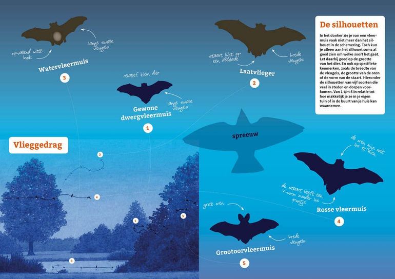 Herkenningskaart vleermuizen (pdf; 3,7 MB)