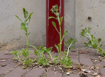 Amerikaanse droogbloem