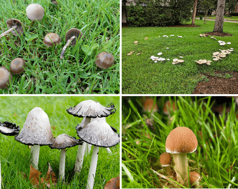 Paddenstoelen van wat rijkere gazons. Bovenste rij van links naar rechts: Gazonvlekplaat, heksenkring van Champignons. Onderste rij van links naar rechts: Geschubde inktzwam, Franjehoed