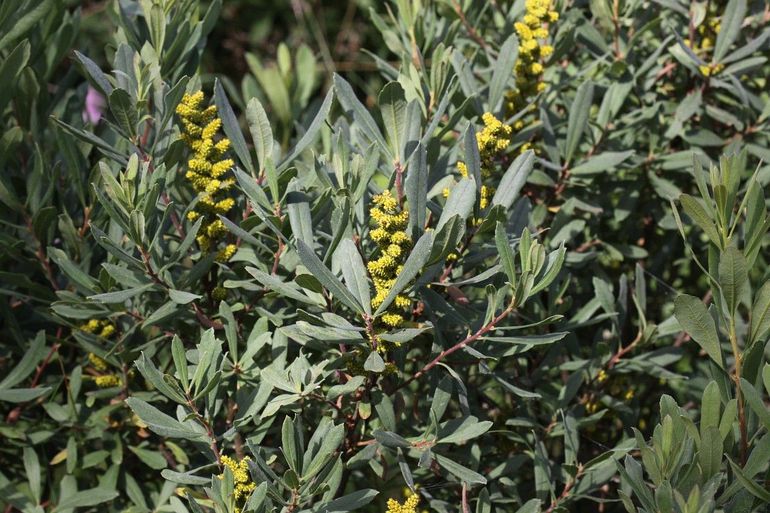 Binnenkort veranderen de uitgebloeide vrouwelijke bloemen van wilde gagel in kleine steenvruchten