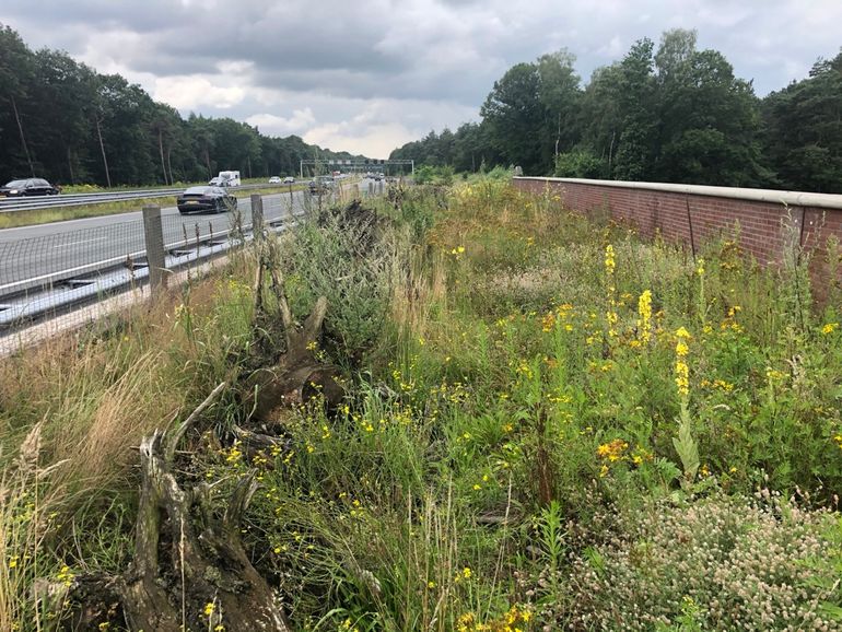 Figuur 6. Inrichting van de ecopassage met een structuurrijke, kruidenrijke vegetatie en een robuuste stobbenwal als extra geleidend element. Door het ontbreken van opgaande struwelen of bomen is de zonligging gunstig wat essentieel is voor reptielen