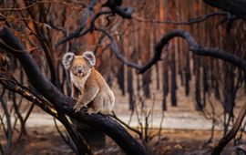 WWF Koala
