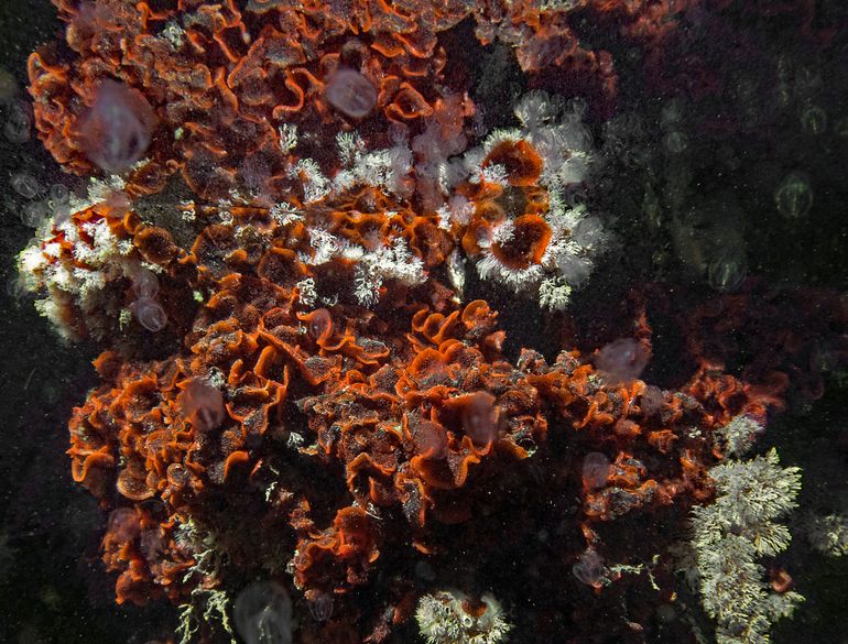 Kolonie van het Bloedrode ploosmosdiertje met weerspiegeling van het wateroppervlak