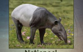 Werkgroep Pleistocene Zoogdieren Tapir lead 2