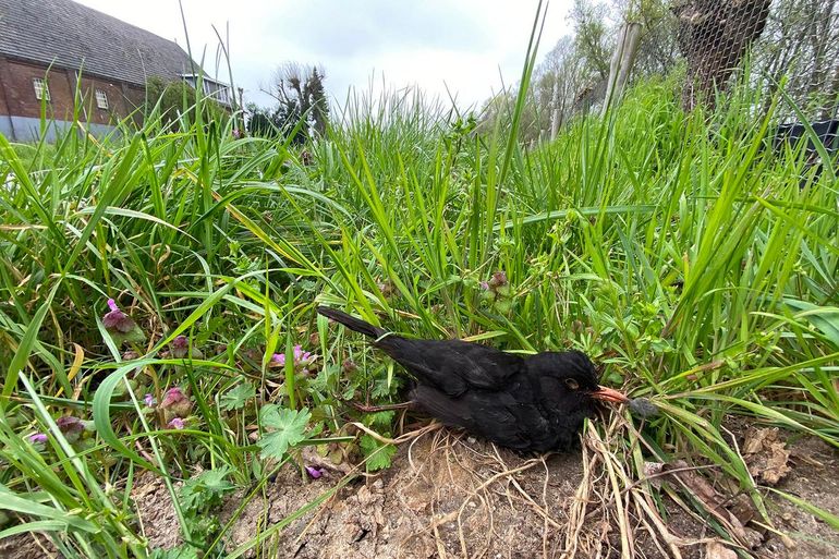 Steeds vaker leven er vragen over hoe groot de invloed van vogelziekten is op populaties. LiveAtlas-tellingen lenen zich goed voor het systematisch verzamelen van gegevens over vogelsterfte. Hier een merel die vermoedelijk stierf door usutu