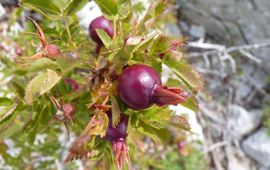 Rosa-pimpinellifolia. Duinroos