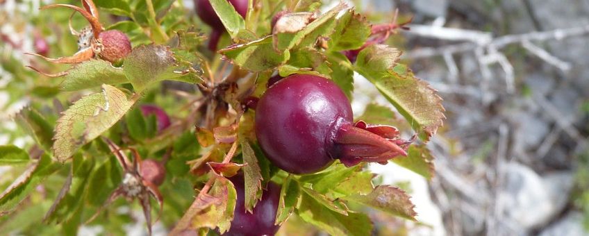 Rosa-pimpinellifolia. Duinroos