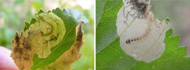 Mijn & rups van variabele purpermot (Eriocrania semipurpurella), jonge rups met zwarte vlekken op de borstsegmenten