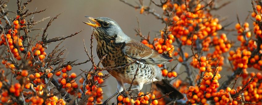 Turdus pilaris. Kramsvogel