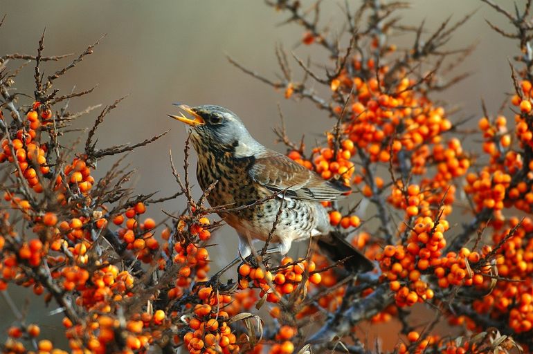 Kramsvogel