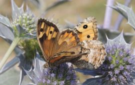 the Grayling, Hipparchia semele