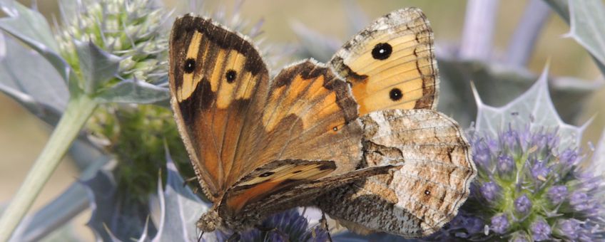 the Grayling, Hipparchia semele