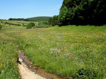 Biotoop in België, Rocherath, Naturschutzgebiet der Holzwarche 