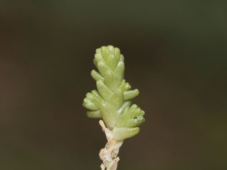 Muurpeper met vettige blaadjes