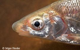 Jelger Herder blauwneus