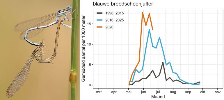 Het verloop van de vliegtijd van de blauwe breedscheenjuffer in 2026 ten opzichte van het gemiddelde van de perioden 1998-2015 en 2016-2025