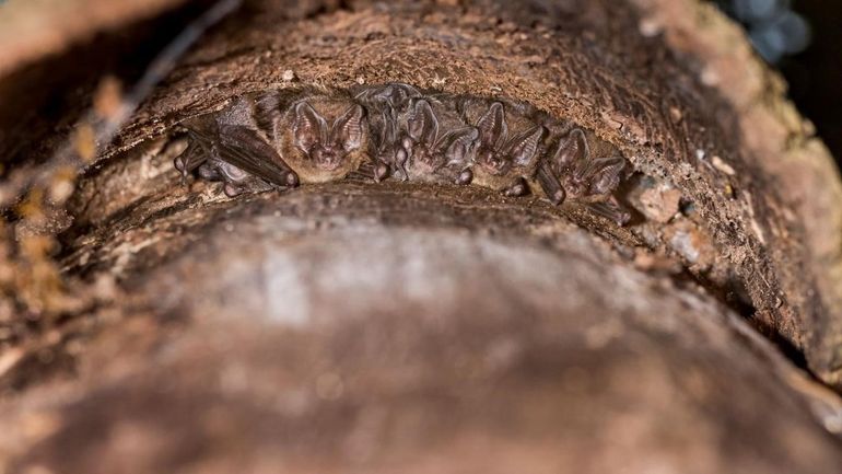 Mopsvleermuizen verblijven graag achter losse schors