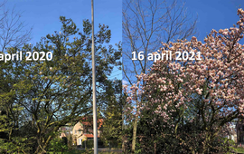 GrowApp.today Magnolia in Ede verschil in ontwikkeling tussen half april 2020 en half april 2021