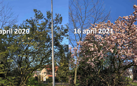 Magnolia in Ede verschil in ontwikkeling tussen half april 2020 en half april 2021