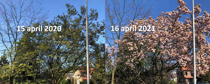 Magnolia in Ede verschil in ontwikkeling tussen half april 2020 en half april 2021