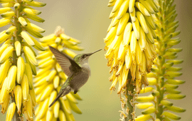 Antillean crested hummingbird