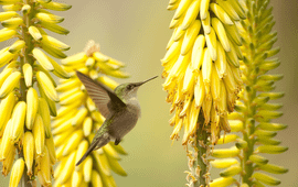 Rostislav Stach Antillean crested hummingbird