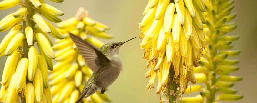 Antillean crested hummingbird