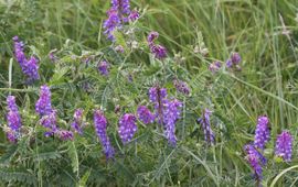 Peter Meininger, Saxifraga Vicia cracca, Vogelwikke