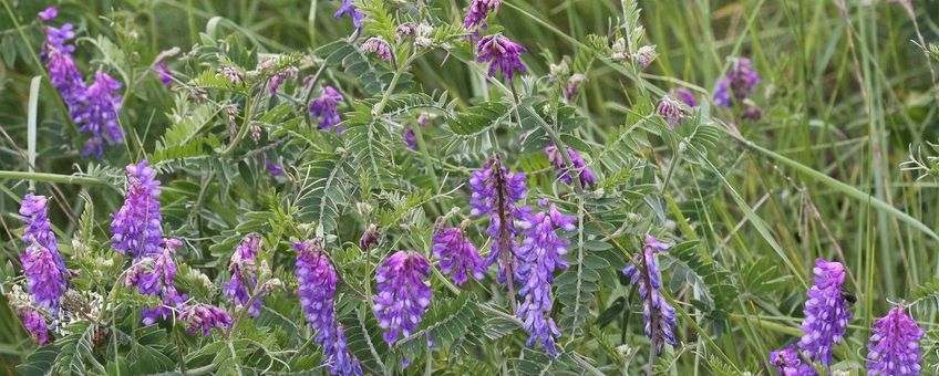 Vicia cracca, Vogelwikke