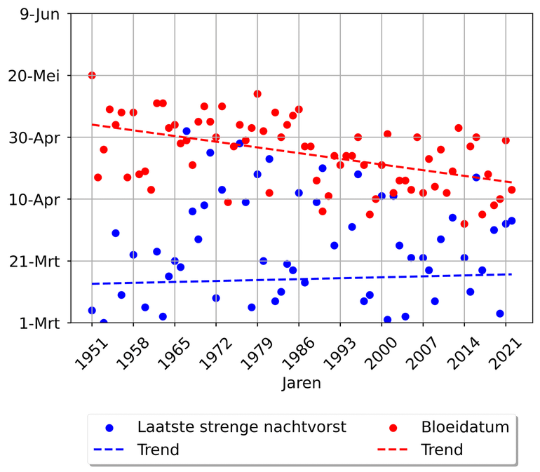 Gemodelleerde eerste bloeidatum (rood) en laatste gemeten nachtvorst strenger dan -2,2°C (blauw) voor 1951 - 2022. De stippellijnen laten de trend zien