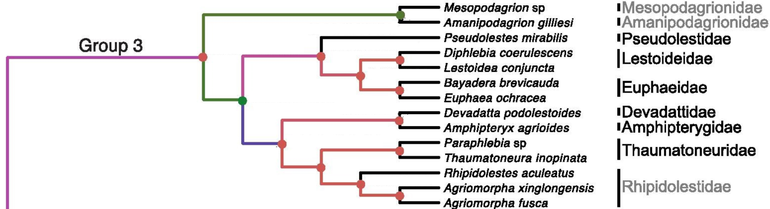 Part of the compiled phylogenetic tree. The highly endangered Amanipodagrion gilliesi is the only surviving representative of the family Amanipodagrionidae