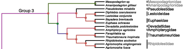 Deel van de opgestelde fylogenetische stamboom. De sterk bedreigde Amanipodagrion gilliesi is de enige overgebleven vertegenwoordiger van de familie Amanipodagrionidae