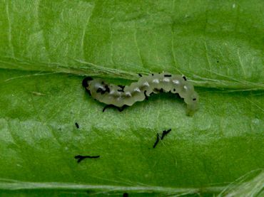 De rups van Paracrania chrysolepidella