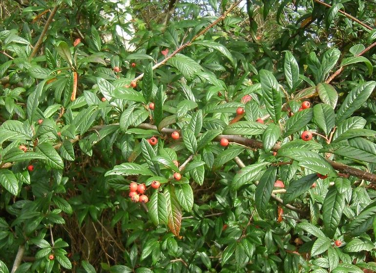 Exotische cotoneasters (hier Wilgbladige cotoneaster) dragen ook veel bessen, maar kunnen in natuurterreinen behoorlijk invasief zijn