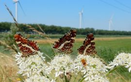 Landkaartjes