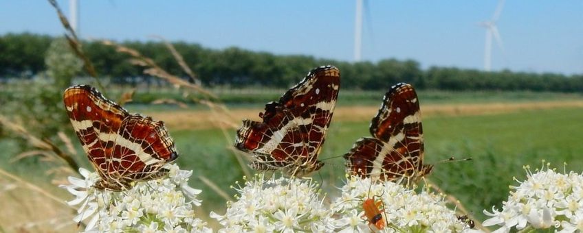 Landkaartjes