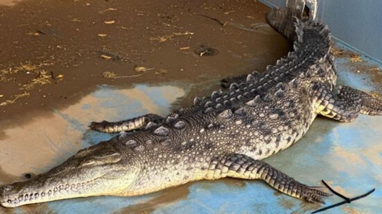 Dode gewone Amerikaanse krokodil op Bonaire