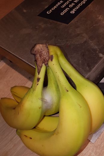 Spin in webje tussen bananen in supermarkt; dit dier is niet verzameld en op naam gebracht