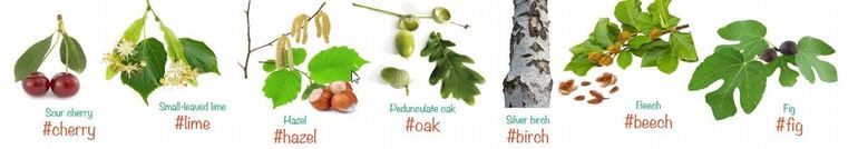 De zeven soorten die meedoen aan de Europese bomen voorjaarscampagne van GLOBE