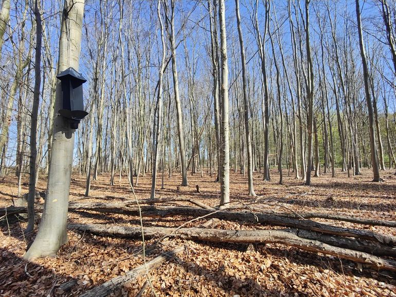 Keverval in jong beukenbos in het Harderbos met liggend dood hout